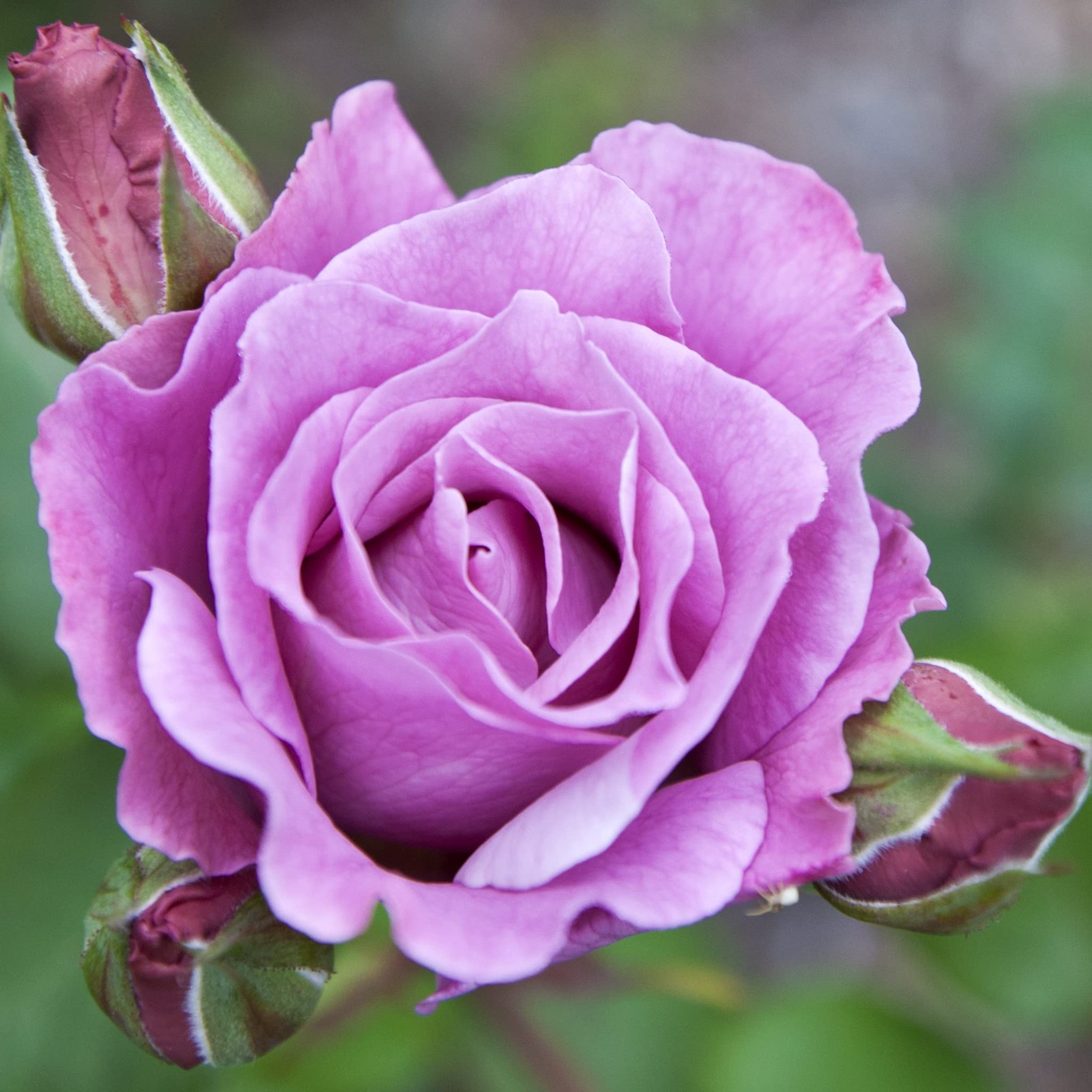 Rose 'Blue Moon' | Hybrid Tea Rose | Fragrant | 4L Potted