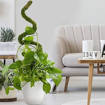 Amazon | 2本 園芸 支柱 曲げる モンステラ観葉植物 ポトス ヘゴ ココ