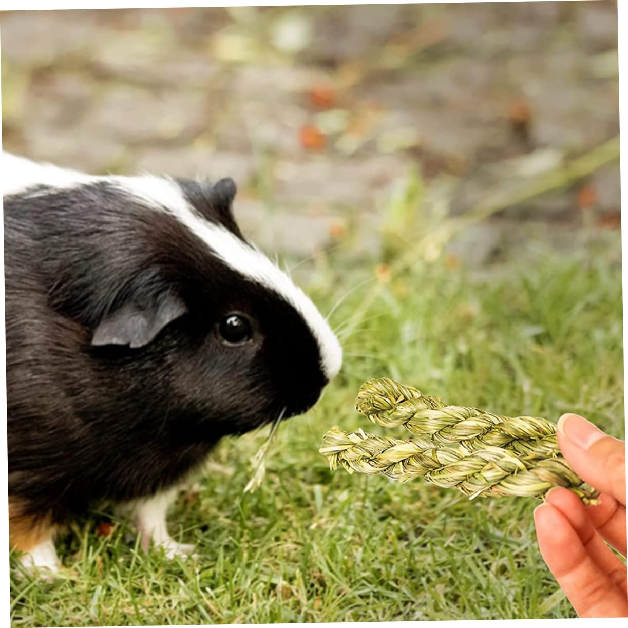 BESPORTBLE 27pièces Jouets à Mâcher pour Rongeurs Accessoires Herbe pour Chinchillas Et Cobayes De Et Anneaux à