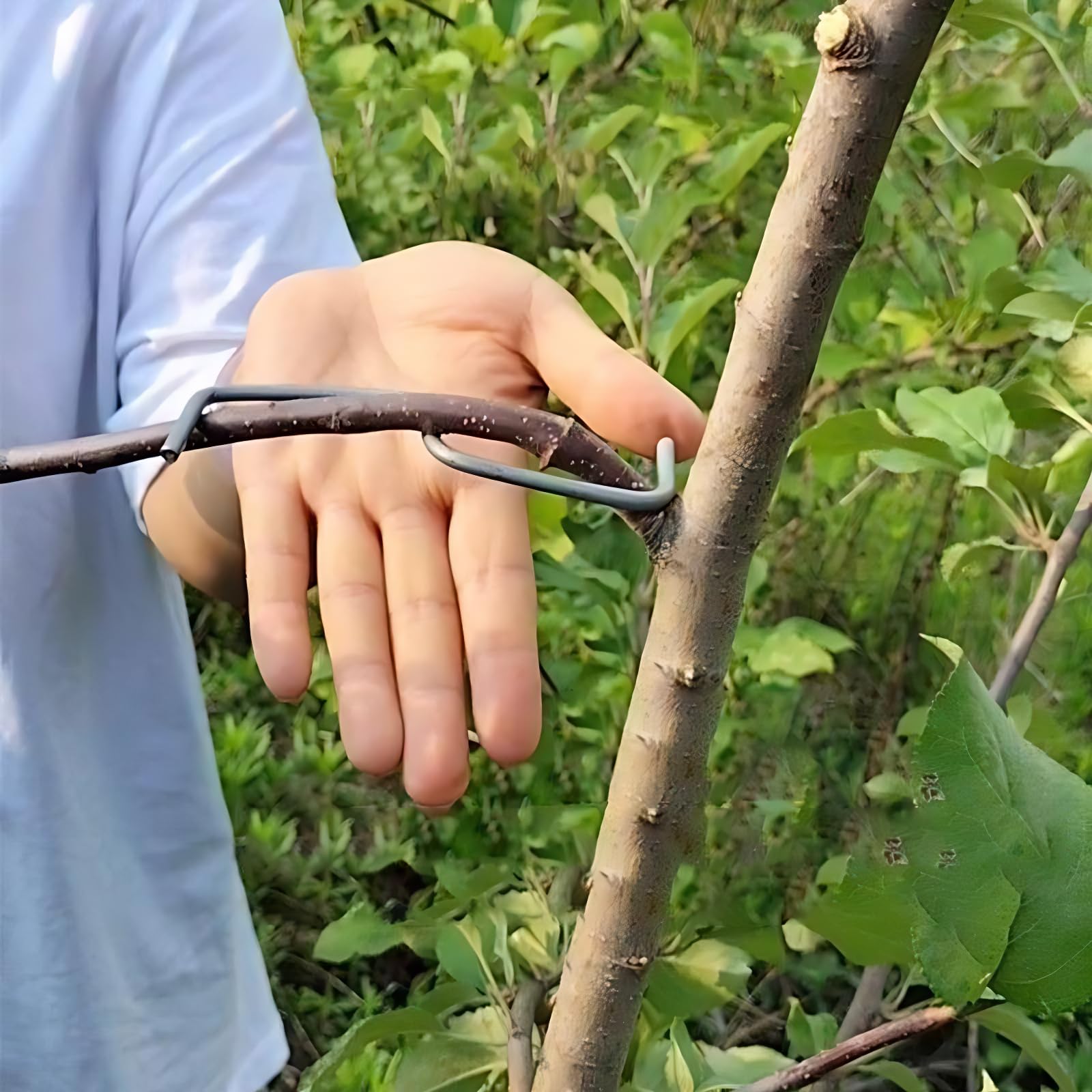 14-tlg. Obstbaum-Zweigspreizer-Set – Für Apfel-, Kirschbäume Etc., 13 Cm, Eisen, Einfach Zu Verwenden