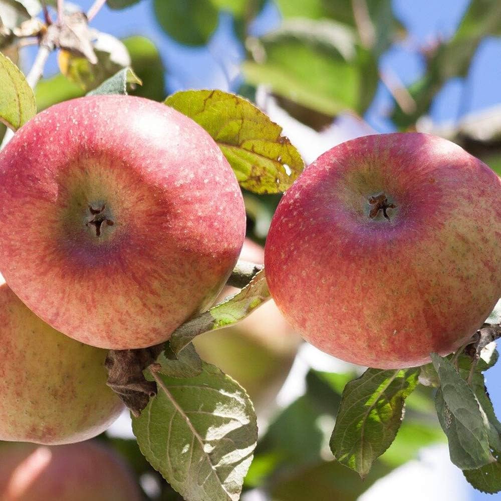 Amazon.co.jp: ITANSE りんごの苗木 品種：津軽【品種で選べる