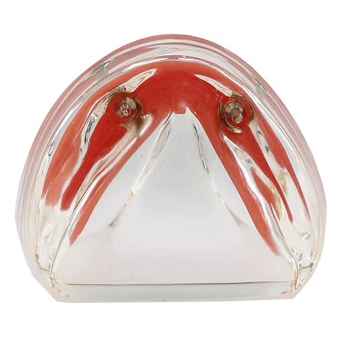 Miniatura 4 de Modelo de dientes de restauración de implantes dentales Typodont M6002 Soverdenture 2 implantes Demo inferior inferior para estudio y enseñanza