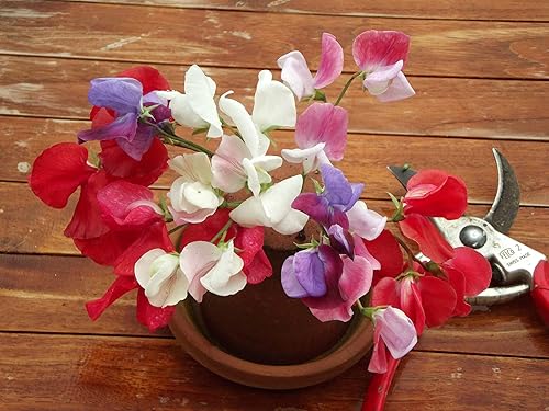 Seeds4planting - Semillas Sweet Pea Mix Fragante para macetas de interior Flores anuales para plantar