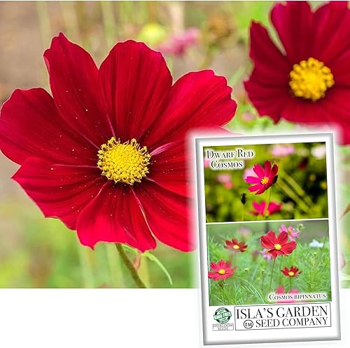 Semillas de flores de cosmos rojas enanas para plantar, más de 100 semillas tradicionales por paquete, semillas de jardín de Isla (semillas de