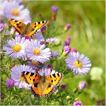 Butterfly Garden Flower Seeds 1,000 Seeds - Heirloom - Open Pollinated - Non GMO