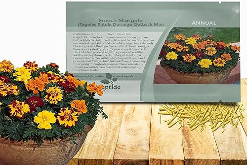 Outsidepride 250 semillas anuales Tagetes Patula Outback French Marigold Garden Flower Seed Mix para plantar