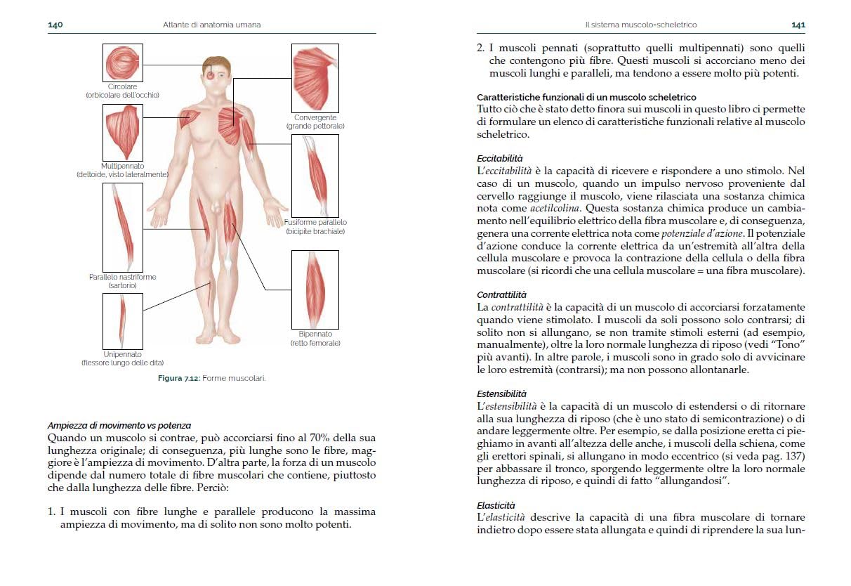 Atlante di anatomia umana. Guida pratica illustrata. Ediz. a colori