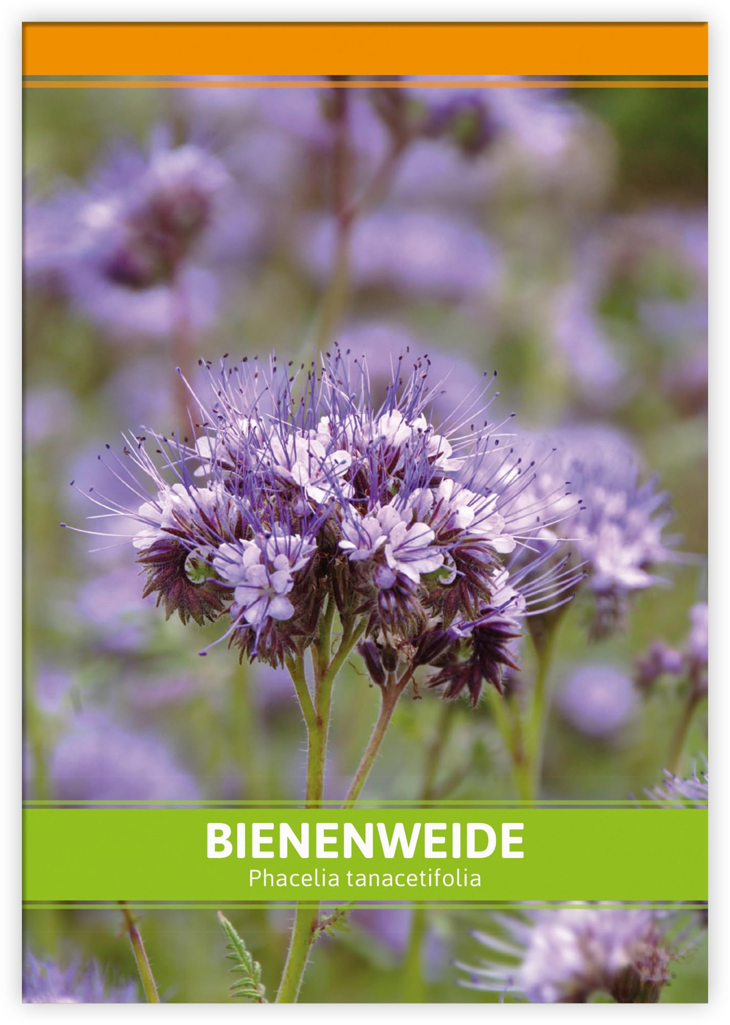 FLORTUS Bienenweide für Gastgeschenke (100 Stück) | Phacelia Blumensamen für Bienen & Insekten als Dankeschön Geschenke & Werbegeschenke