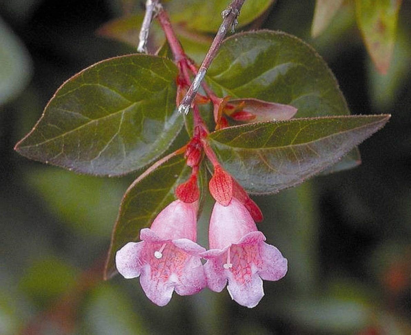 Abelia Grandiflora Edward Goucher - 3 Live Plants - Flowering Deer Resistant Butterfly Attracting Shrub