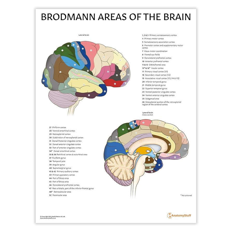 Amazon.co.jp: AnatomyStuff Brodmann Areas of the Brain