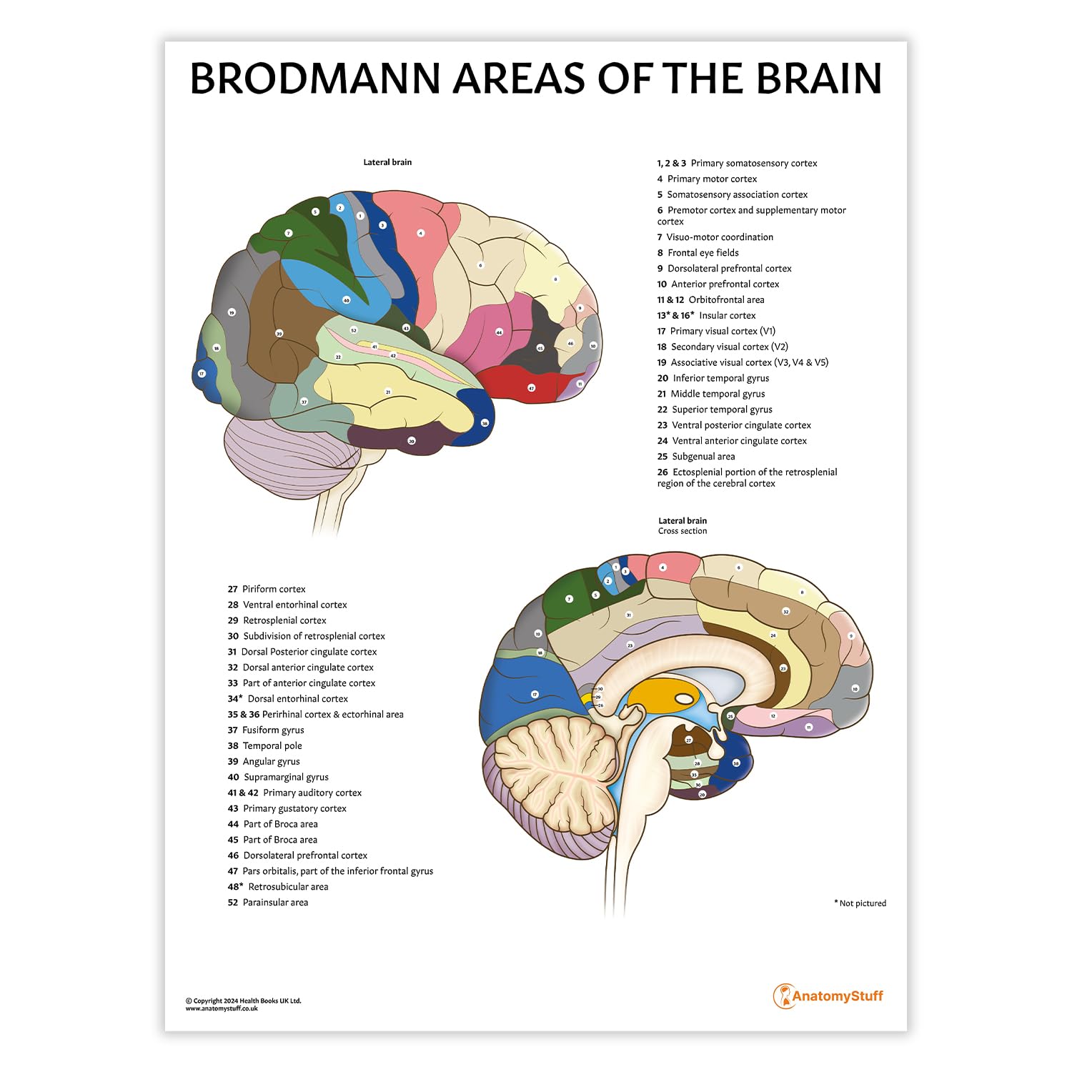 Amazon.co.jp: AnatomyStuff Brodmann Areas of the Brain