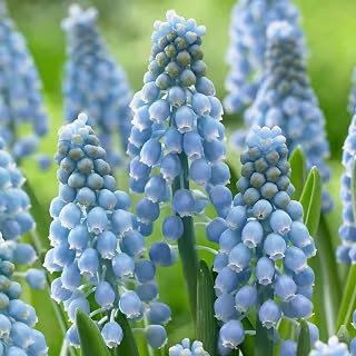 Grape Hyacinth Bulbs,5 Pack Blue Flowers Muscari Armeniacum,Bulb Top Size 9-10 cm,Blooming Perennial Planting Set,Home Garden Flower Decoration,Easy to Live (Blue)