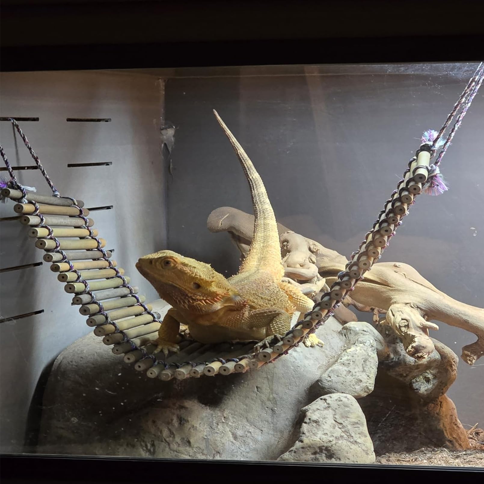 kathson Pont pour reptiles en bois avec motif dragon barbu - Hamac gecko avec plantes suspendues - Chaise longue en bambou - Accessoire d'escalade pour léopard, geckos, caméléons, serpents (3 pièces,