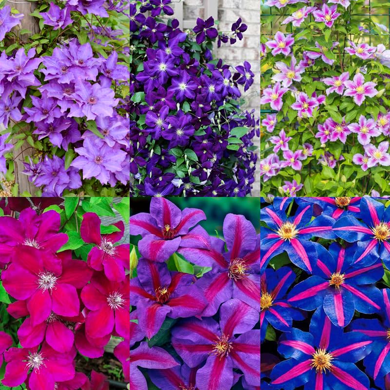 200+Perennial Mixed Clematis Vine Flower Seeds for Planting Outdoor-Clematis Hybridas Plant Garden Home Non-GMO