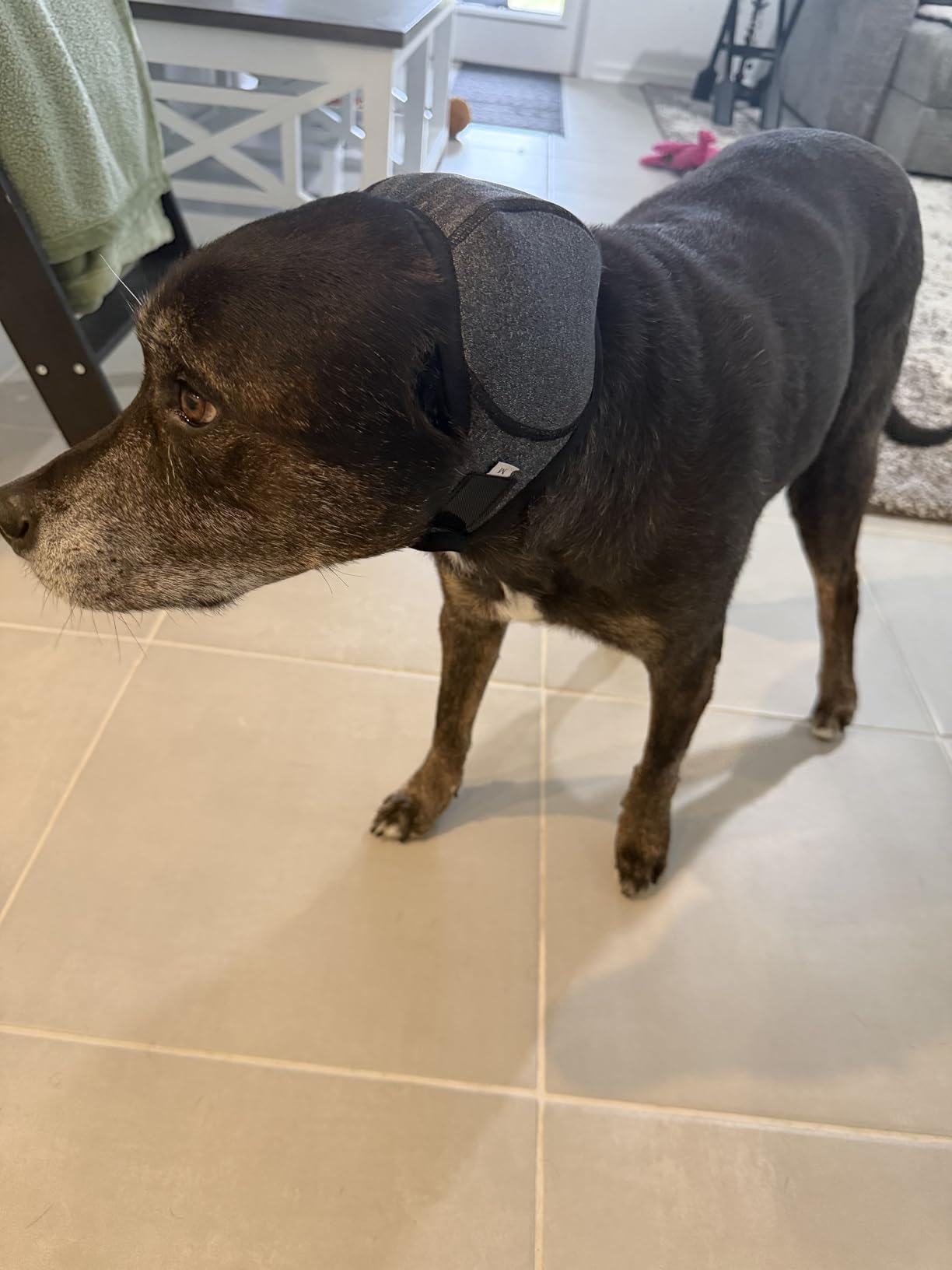 Dog wearing an ear wrap