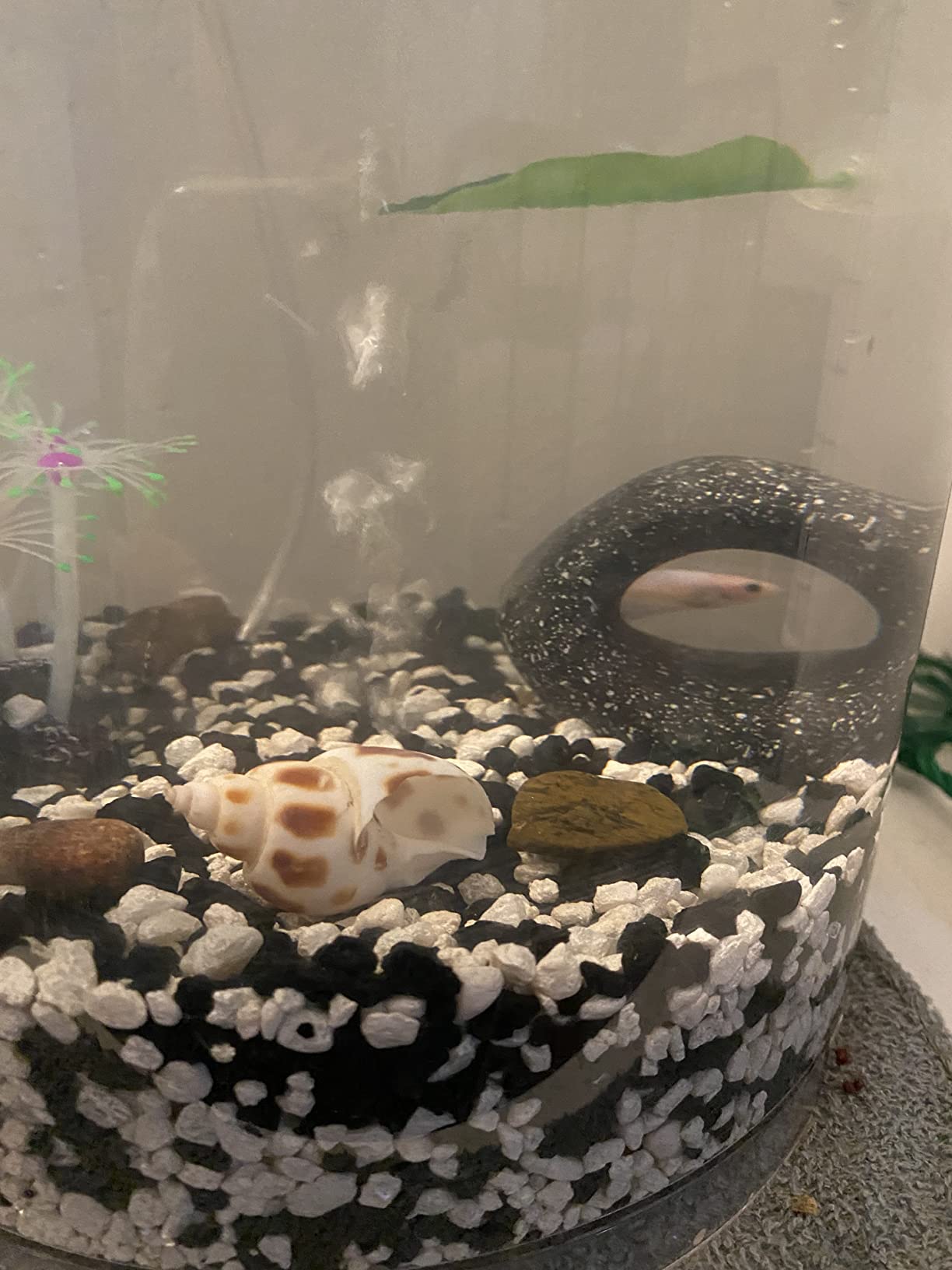 1/mo Finance Glofish Aquarium Gravel, Solid Black, 5Pound Bag Buy