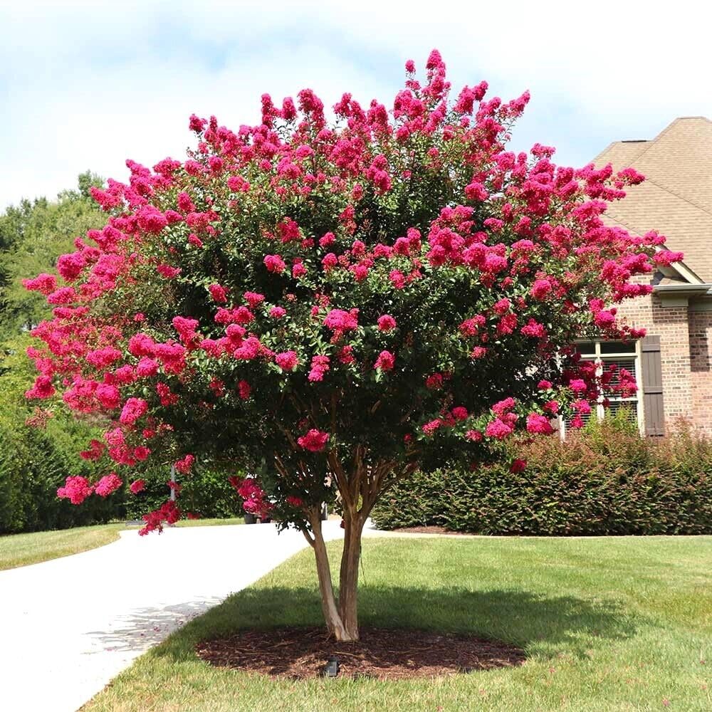 Lagerstroemia indica Fuxia pianta in vaso ø19 cm con canna h 100/120 cm Colori a scelta Vivaio di Castelletto