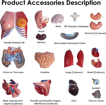 85Cm Life Size Torso Model Human Body Model Anatomy Torso Unisex Doll Medical Torso 23 Removable Parts 33.4 Inch Education Organs Model for Learning Study