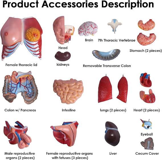 85Cm Life Size Torso Model Human Body Model Anatomy Torso Unisex Doll Medical Torso 23 Removable Parts 33.4 Inch Education Organs Model for Learning Study