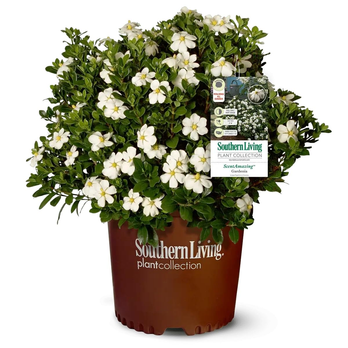 Plants by Mail Scentamazing Gardenia