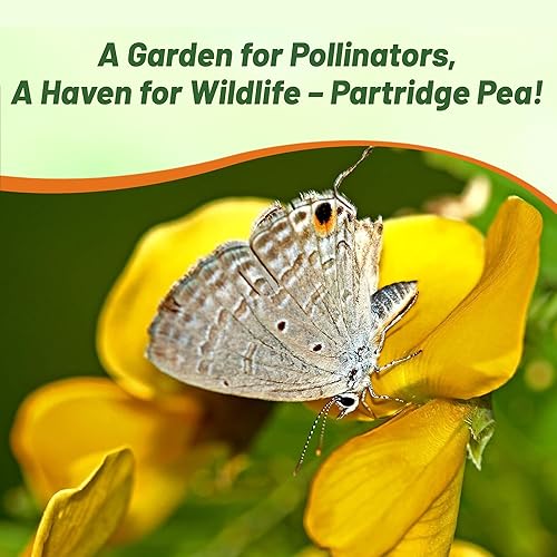 Miniatura 6 de Outsidepride Guisante de perdiz para parcelas de alimentos aves de caza y control de erosión 1000 semillas