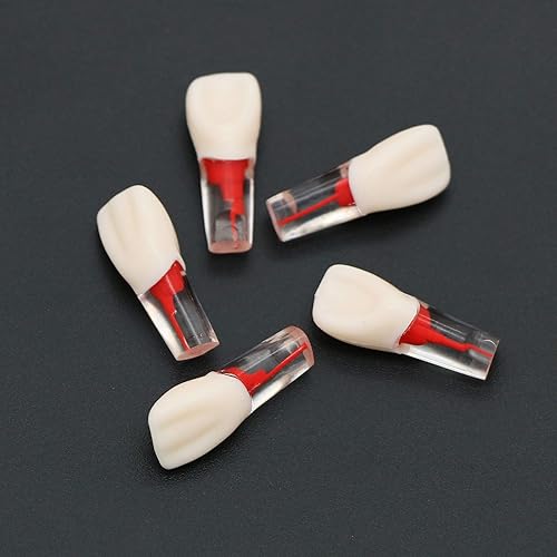 Miniatura 3 de 5 dientes dentales de práctica endodoncia modelo M8006 11# Standard Typodont 11 Teach (M8006-11#)