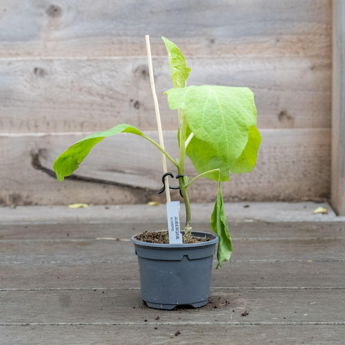 Aubergine Grafted Veg Plants 'Scorpio' Solanum Melongena Egg Plant Half-Hardy Annual Easy to Grow Your Own Garden Vegetables Supplied as x1 9cm Potted Plant by Thompson and Morgan (1) - Image 6