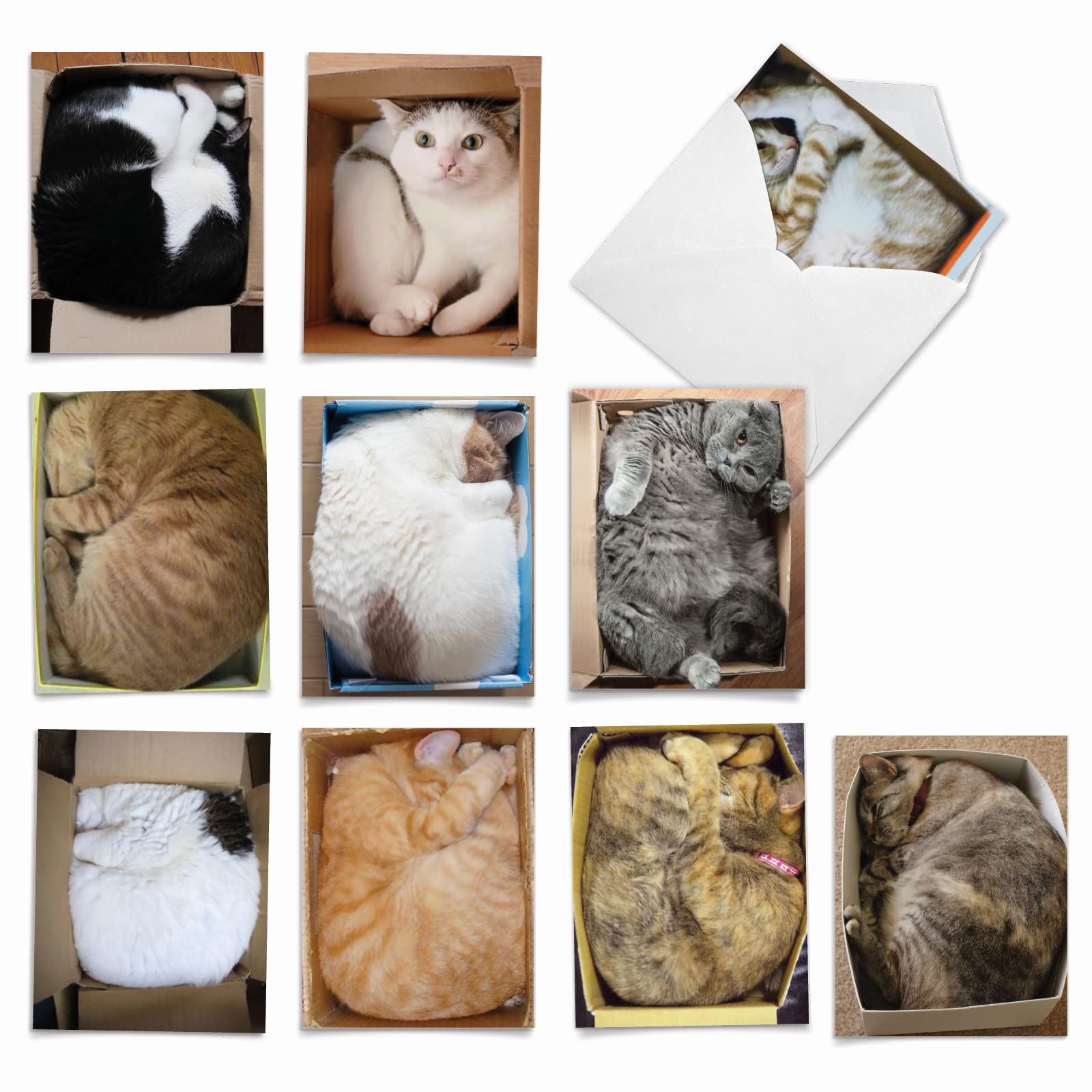 Cute Cats Greeting Card Pets Paw Stock Vector (Royalty Free) 2353567557 - View #2