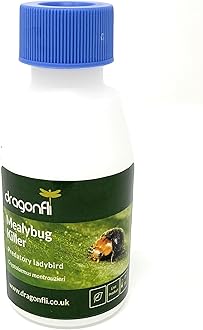 Dragonfli Mealybug Killer Predators - Cryptolaemus montrouzieri Adults Control Mealybug Indoors (50)