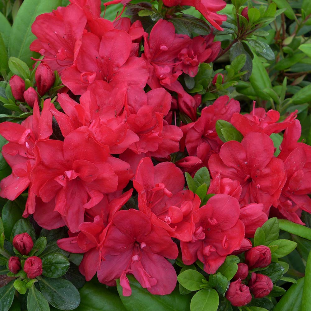 Rhododendron 'Mother's Day' Azelea Hardy Shrub Spring Flowering Garden Plants Grow Your Own 1 x 3 Litre Pot Rhododendron 'Mother's Day' by Thompson and Morgan