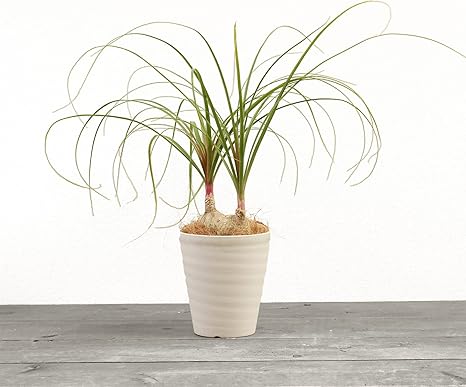 Amazon ノリナ ポニーテール 6号 2株 受け皿付 観葉植物 本物 トックリラン 徳利蘭 インテリアグリーン シンボルツリー ギフト プレゼント Hanapochi ハナポチ 観葉植物 オンライン通販