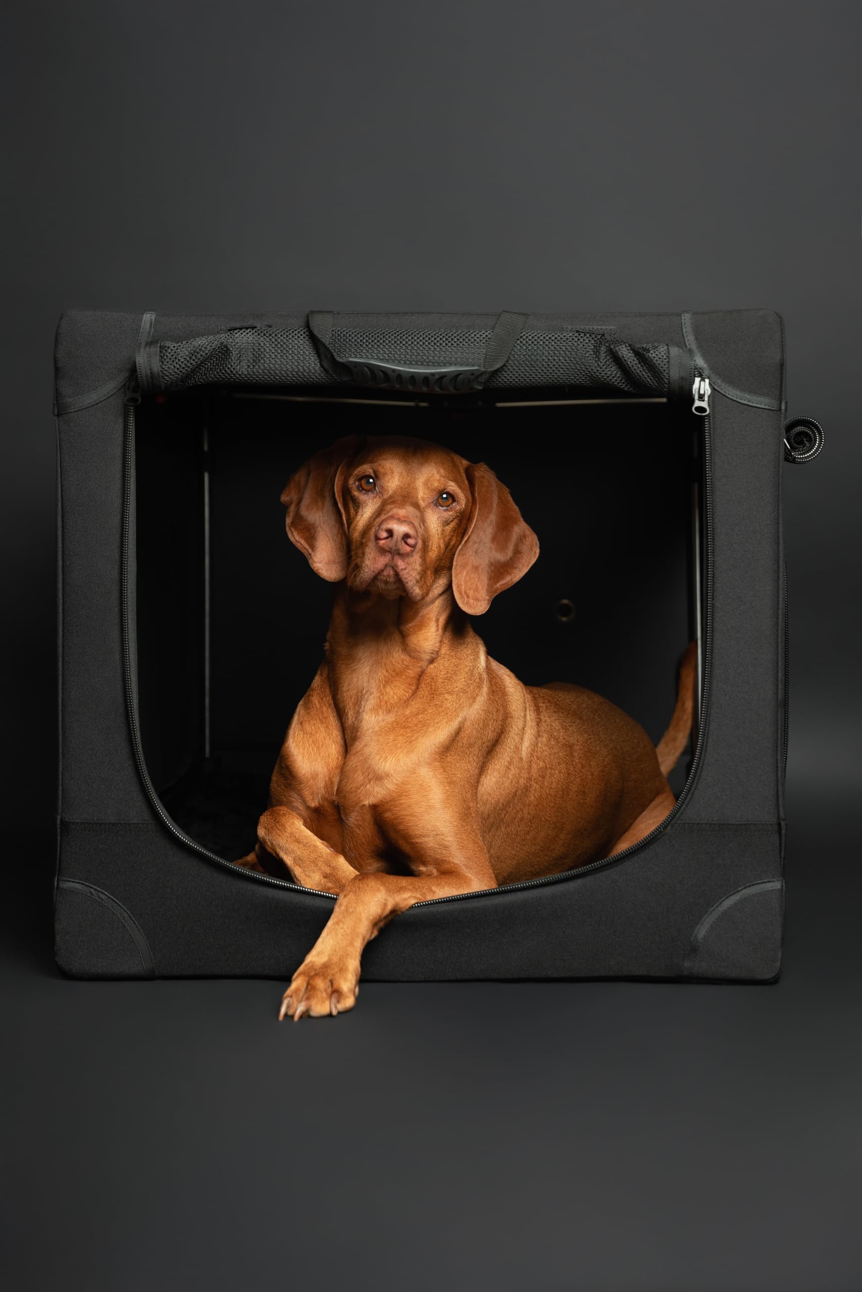 Noah & Paw Gabbia pieghevole per cani 36", gabbia XL per razze medie‑grandi, trasportino auto, tappetino incluso, 2 tasche, borsa, cerniere 10 mm 36x25x23