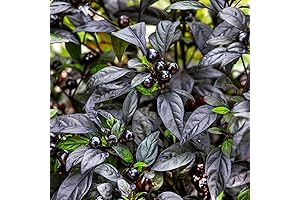 Outsidepride 15 Seeds Annual Capsicum Ornamental Pepper Black Pearl Seeds for Planting
