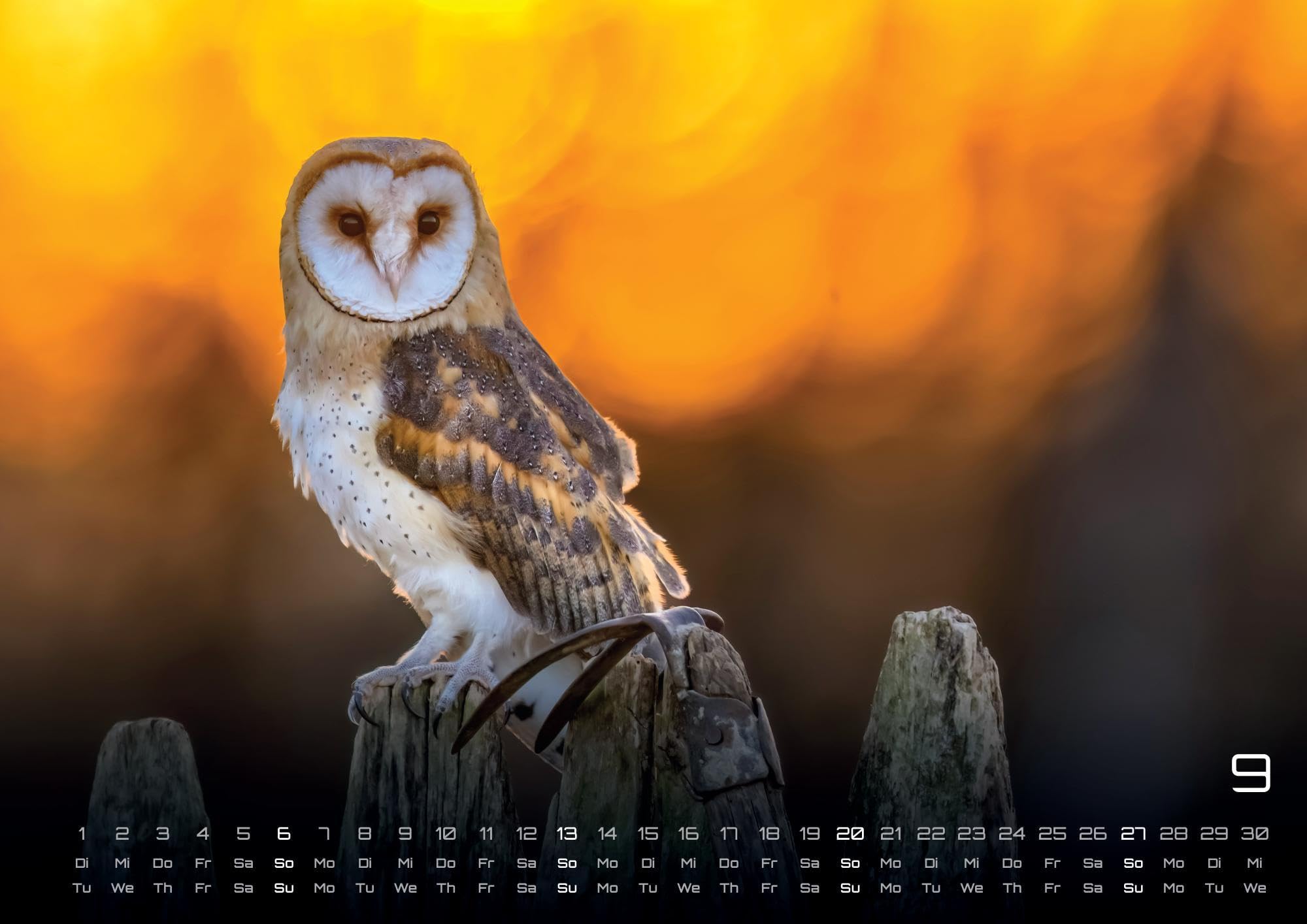 Eulen - Wächter der Nacht - 2026 - Kalender DIN A2: Der Wandkalender mit den schönsten Eulen-Motiven für das Jahr 2026 im extragroßen Format DIN A2 (ca. 60 x 42 cm)!