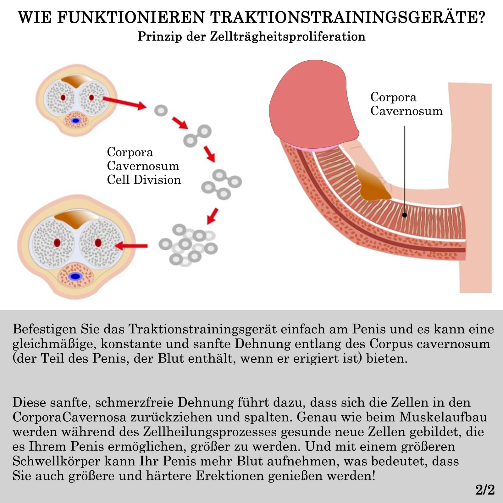 penispumpe mit dilator Penispumpe kaufen – Manuell & elektrisch main image 0