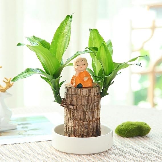 Brazilian Wood Plant,Mini Brazil Lucky Wood,Hydroponic Potted Stump Mini Plant (B)