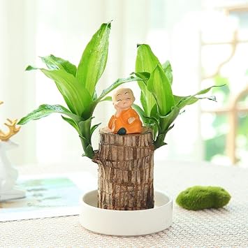 Brazilian Wood Plant,Mini Brazil Lucky Wood,Hydroponic Potted Stump Mini Plant (B)