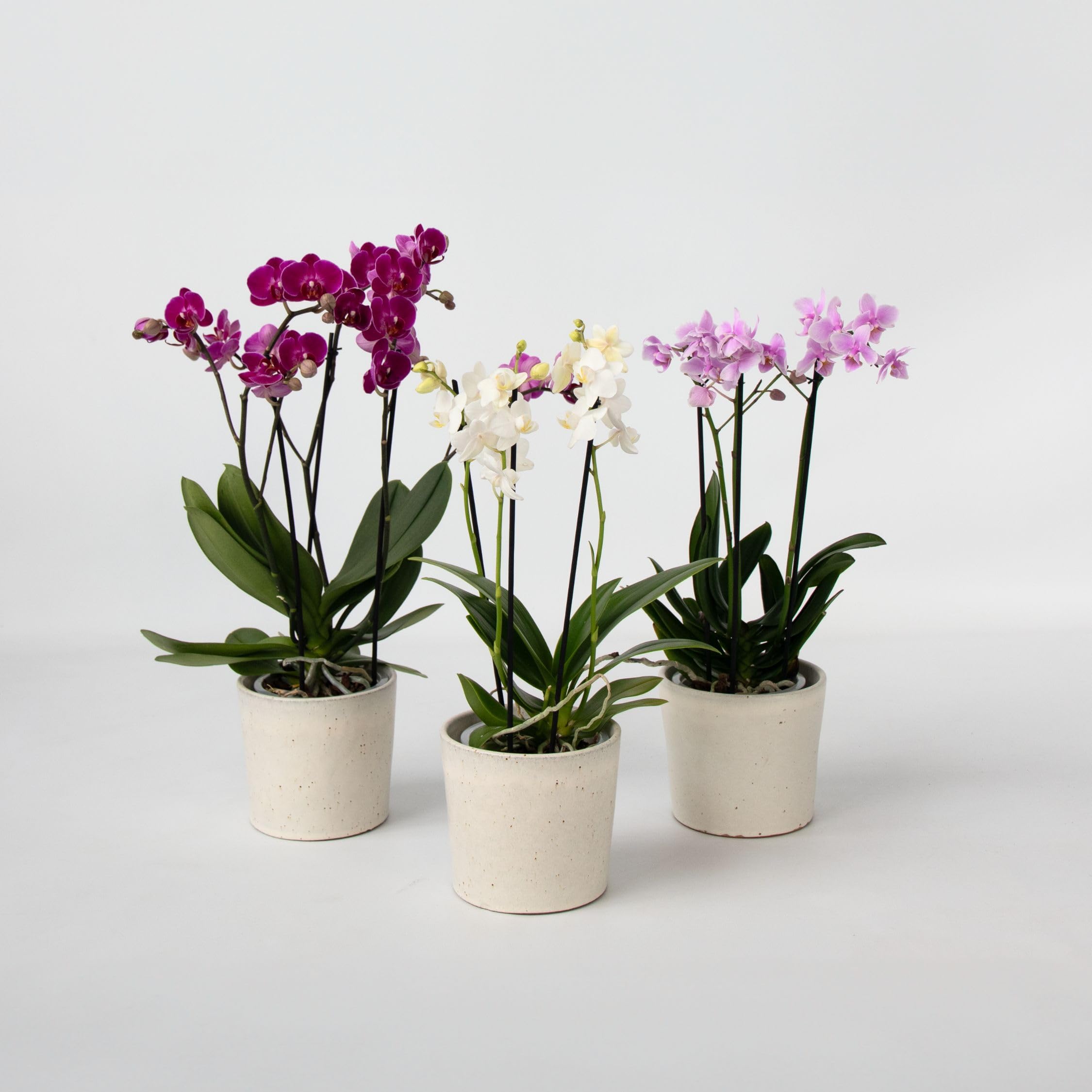 Plant in a Box - Orchidée Phalaenopsis - Lot de 3 - Phalaenopsis Multiflora - Hauteur 35-45cm - Pot 12cm - Plante d’intérieur fleurie - Compatible avec les chats