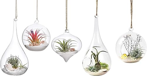 Mkono Paquete de 5 macetas colgantes de vidrio para helechos de aire, jarrón colgante de plantas de terrario, decoración del hogar, idea de regalo