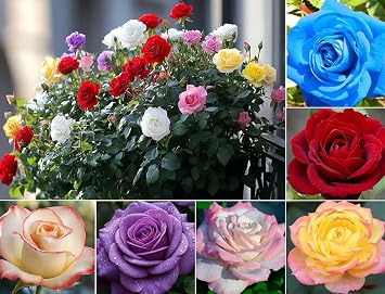 100 Mixed Color Rose Seeds Bush Flowers Garden Planting