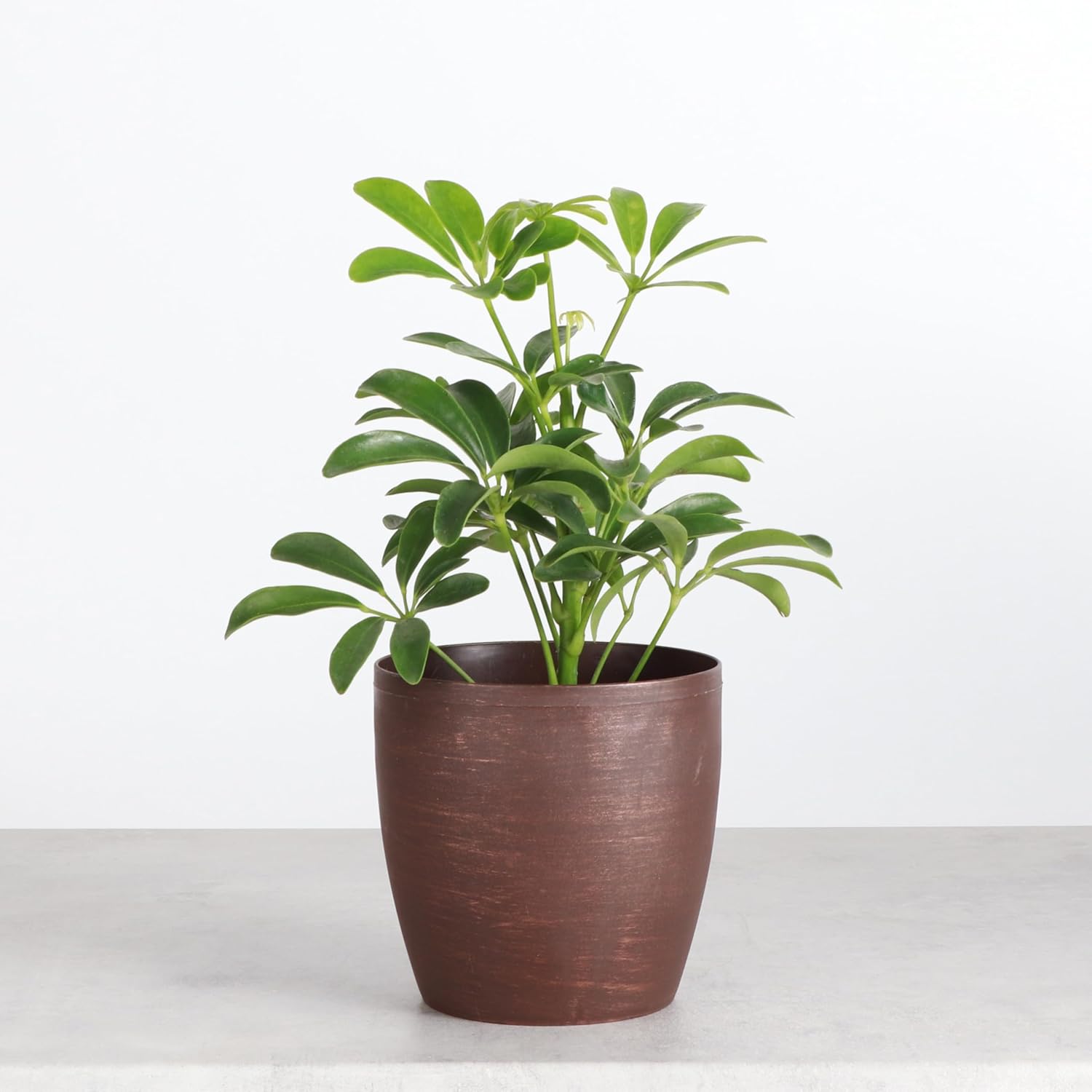 Thorsen's Greenhouse Live Arboricola Umbrella Tree Plant, Schefflera Arboricola, Natural Air Purifier, Easy to Grow, Live Indoor Houseplant, 4-inch Diameter (Copper)