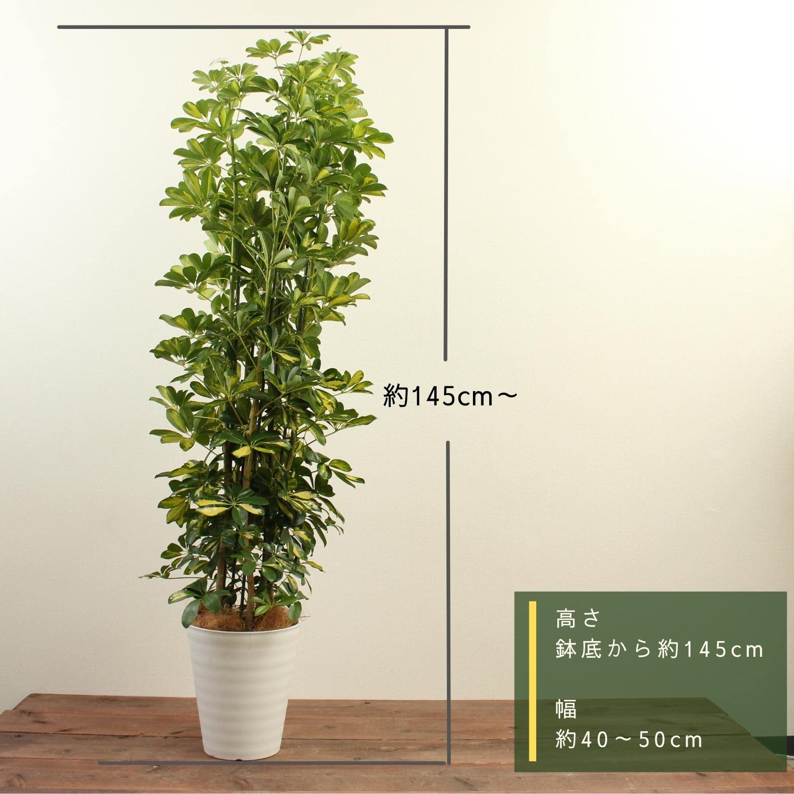 Amazon｜シェフレラ カポック 10号 斑入り 受け皿付 【観葉植物 本物 