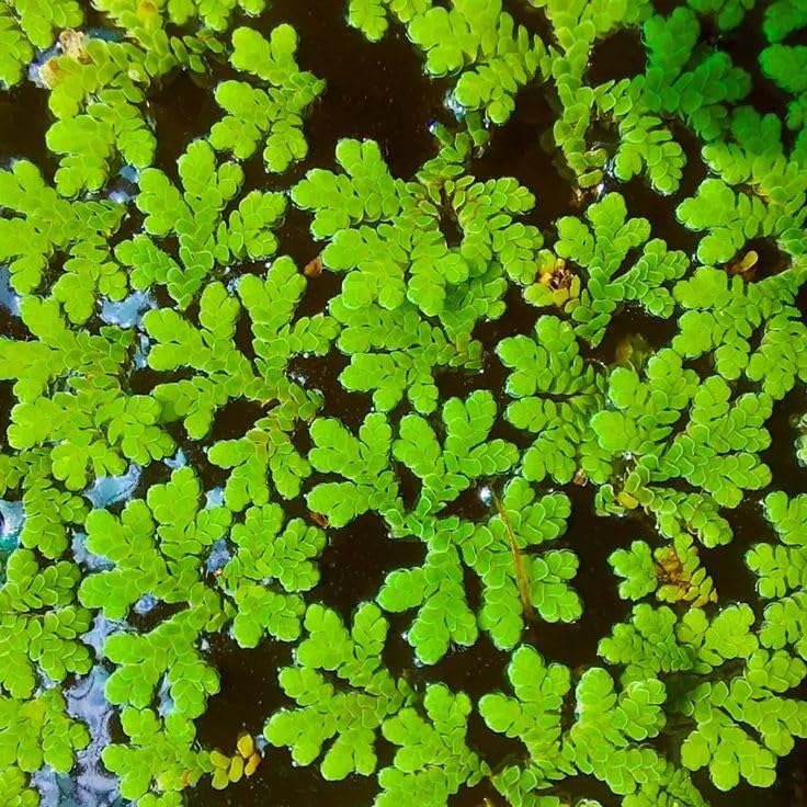Azolla Seeds Floating Aquarium Plants for Freshwater Fish Tanks Shrimp Habitat Pond Gardens and Sustainable Green Resource Creation (1300 Healthy Plant Seeds In Packet)-image-48