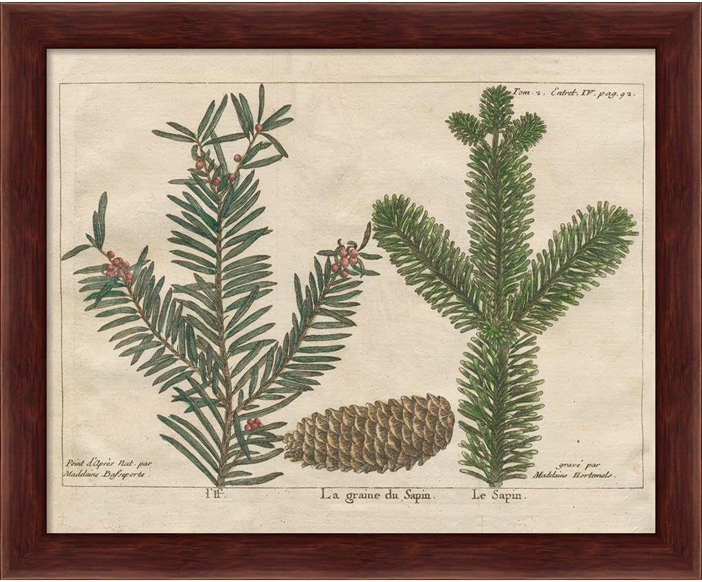 Antique Botanical by Wild Apple Portfolio, 2 Piece Brown Framed Art Set, 11.25 X 9.25 Inches Each, Botanical Art