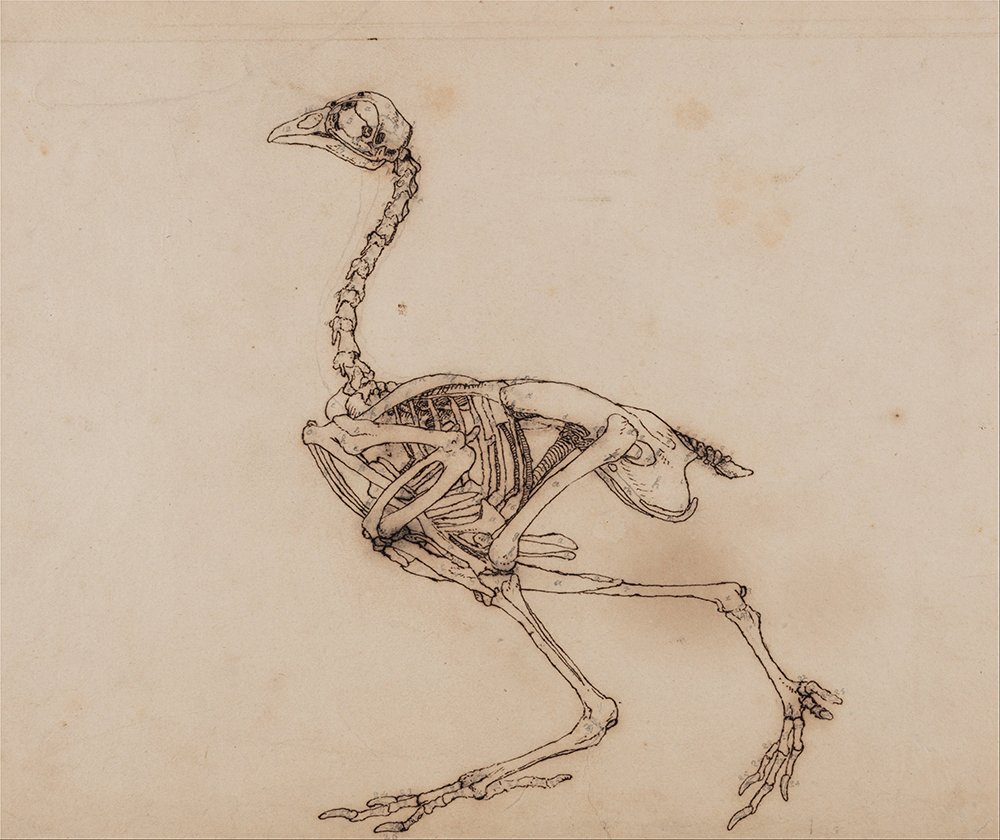 Cuadro de George Stubbs de anatomía de aves pequeña para decorar tu estudio o biblioteca