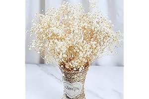 2000+ DRIED WHITE FLOWERS Bulk: Ivory White Dried Flower Bouquet