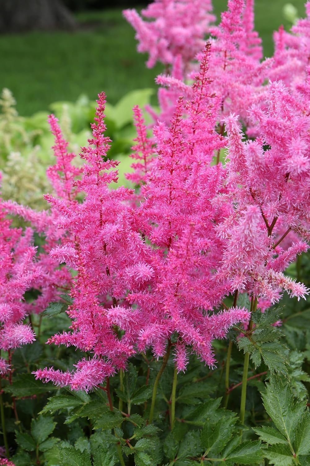 Stauden Gänge 10 x Astilbe arendsii 'Astary Rose' Prachtspiere winterhart