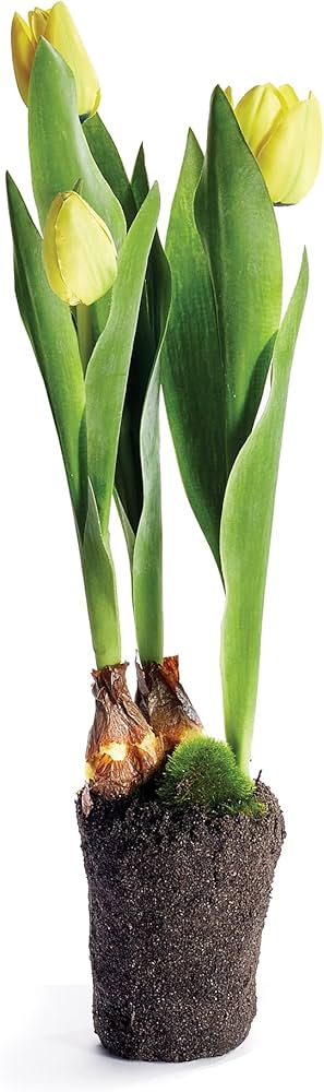 Amazon.com: NAPA Home & Garden, Tulip Drop-in 18