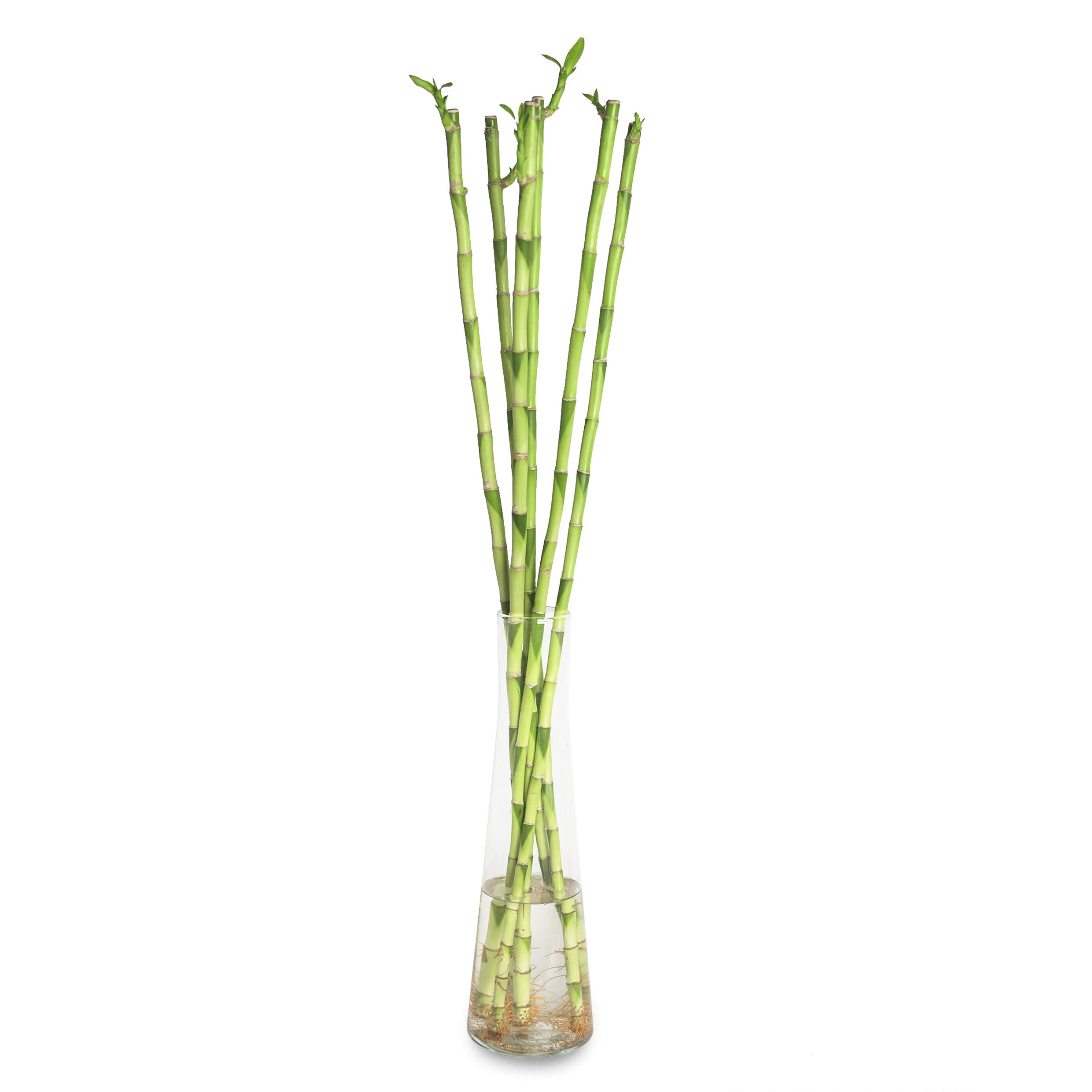 Lucky Bamboo Glücksbambus - Gerade in verschiedenen Groessen - Zimmerbambus Gluecksbambus Zimmer Deko Bam Boo dracaena sanderiana Zimmerpflanze (10, 90 cm)