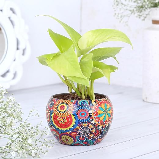 FNP Live Money Plant in Metal Pot | Low-Maintenance Succulent | Good Luck &amp; Positive Energy Plant | Indoor &amp; Outdoor Décor
